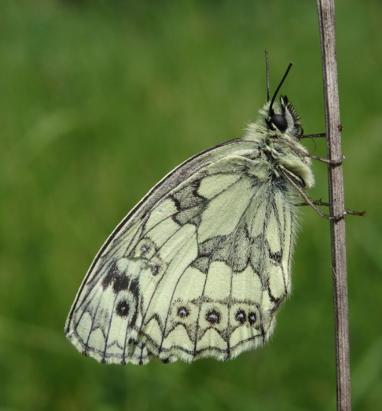 Bild zu Ökumenischer Waldgottesdienst am Pfingstmontag