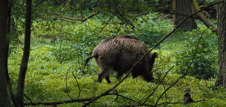 Bild zu Weihnachtsbaum- und Wildverkauf