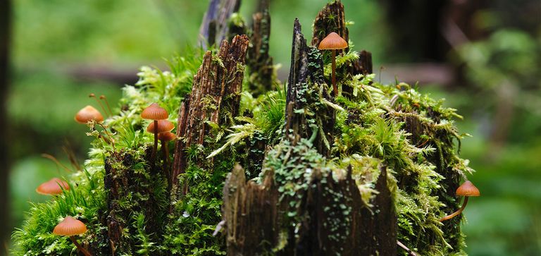 Bild zu Volkshochschulführung "Totes Holz - gutes Holz ?"