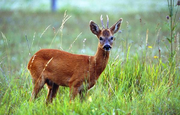Bild zu Weihnachtsbaum- und Wildverkauf